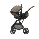 Twillic Truffle - CAX01028